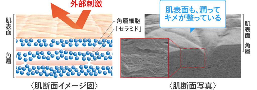 セラミドが満たされている肌の状態